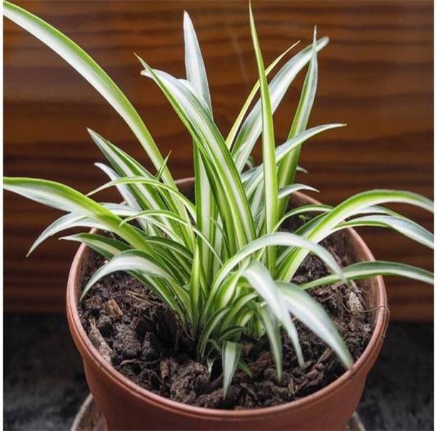 chiku Spider Plant
