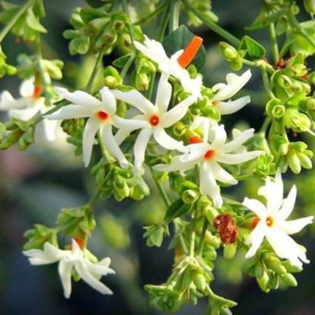 Haryalihub Jasmine Plant