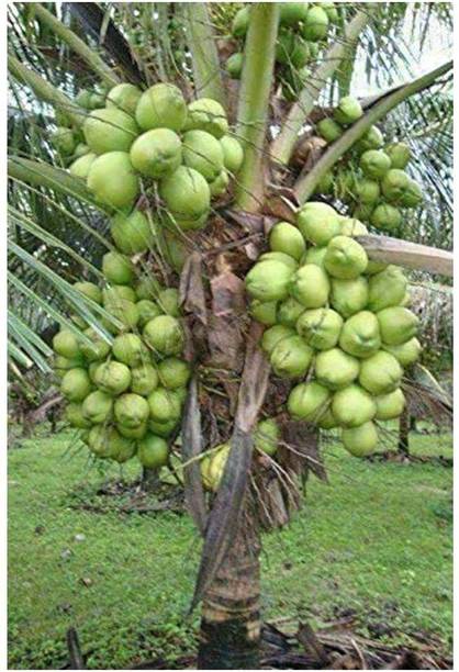 AloGardening Coconut Plant