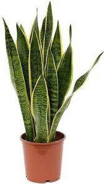 Barnaby Snake Plant