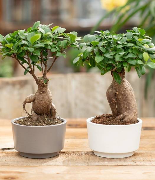 Adrita Ficus Plant