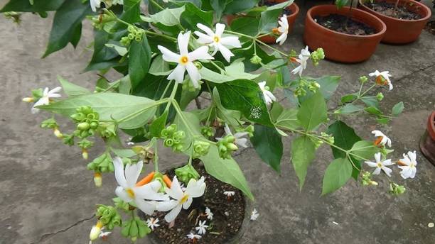 SHREYAGREEN Parijat/Harsingar Plant