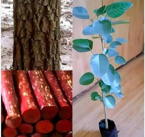 Aclipastal Red Sandalwood Plant