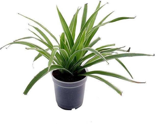 Adrita Spider Plant