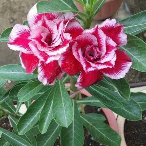 GREENCITY Adenium Plant