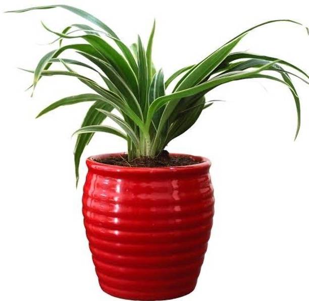 chiku Spider Plant
