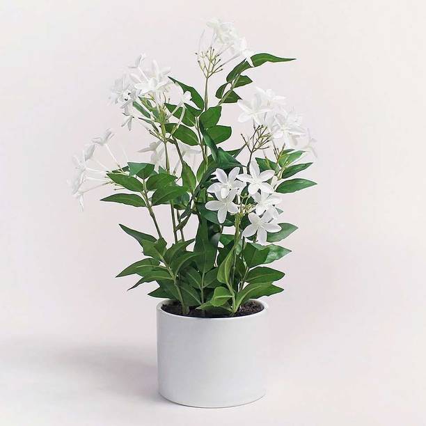 Wrenna Jasmine Plant