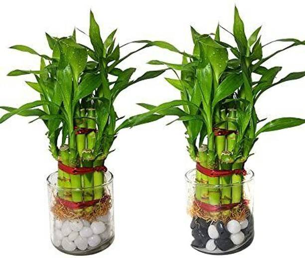 अदृता टू लेयर बैम्बू प्लांट पौधा