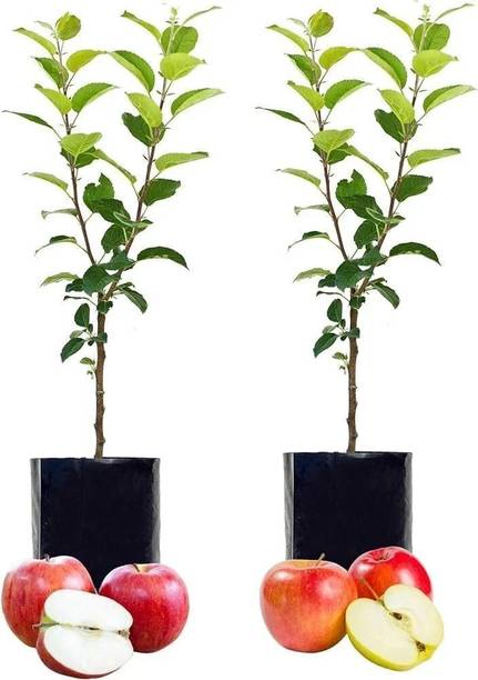 pomgardening Apple Plant