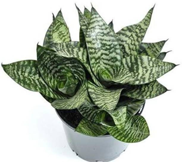 GREENCITY Snake Plant