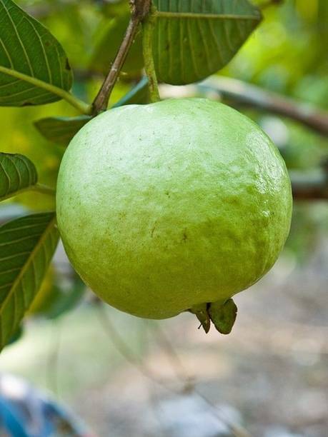 AGNES Guava Plant
