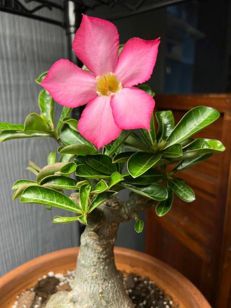 MagicQueen Adenium Plant