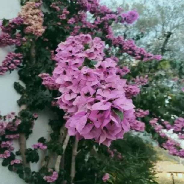 Bakuchi Bougainvillea Plant
