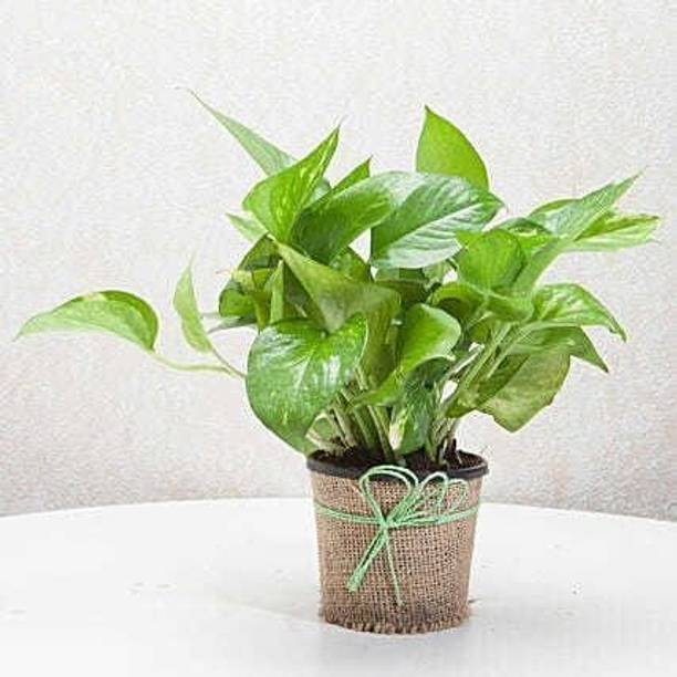 Aclipastal Money Plant