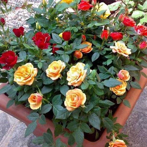 GREENCITY Rose Plant
