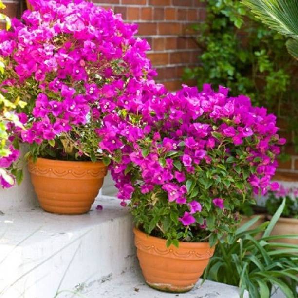 Bakuchi Bougainvillea Plant