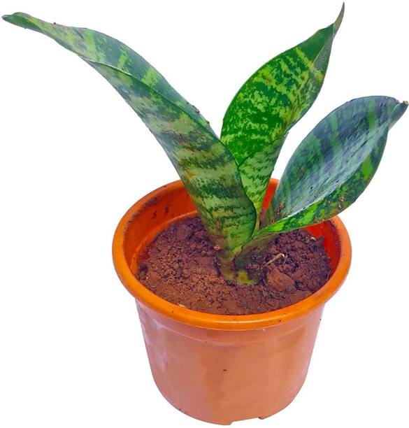 Adrita Snake Plant