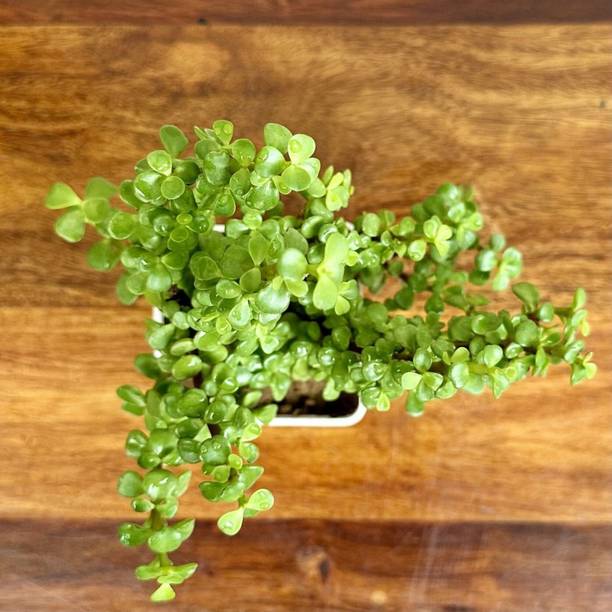 Aclipastal Jade Plant