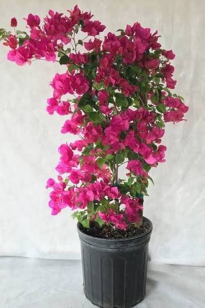 Marinetree Bougainvillea Plant