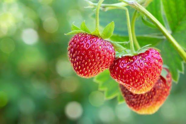 PetalPath Strawberry Plant