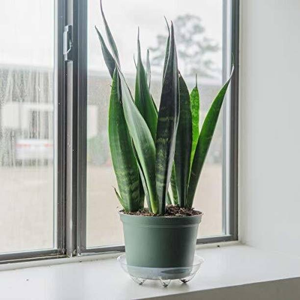 GREENCITY Snake Plant