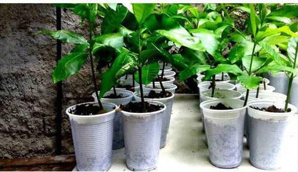 Greenery Nursery Cashew Plant