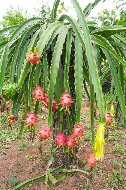AloGardening Dragon Tree