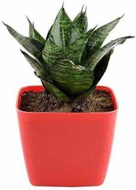 GREENCITY Snake Plant