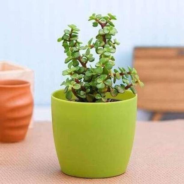 Adrita Jade Plant