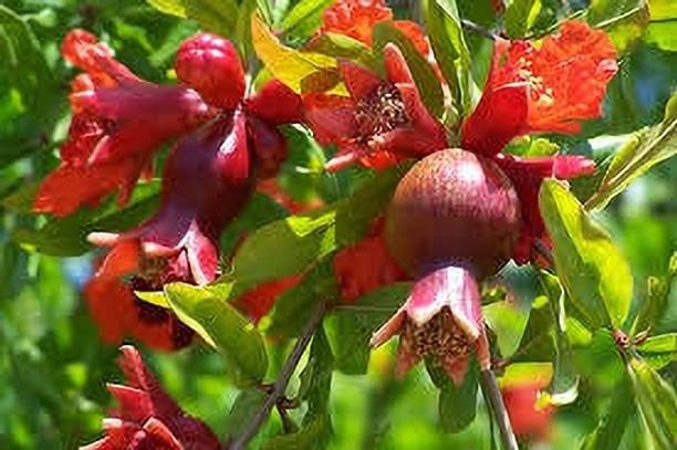 the green dotcom Pomegranate Plant