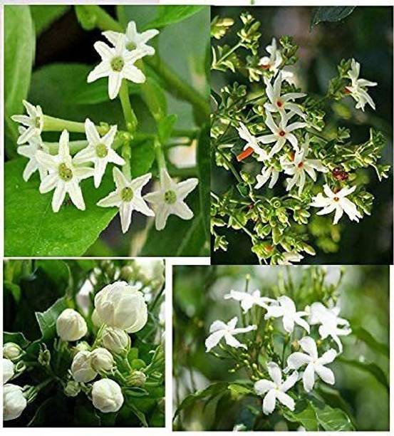 chiku Night Bloom Jasmine Plant