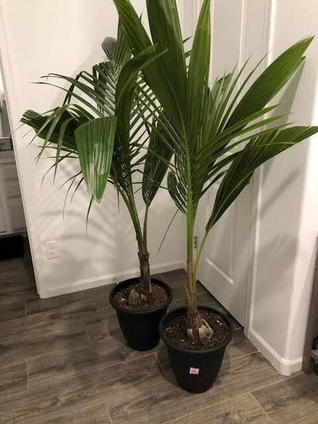 BULAPLANTHOUSE Coconut Plant
