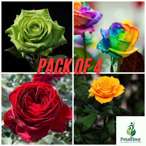 PetalPath Rose Plant