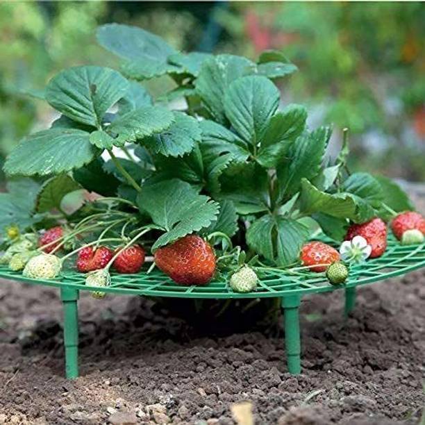 Barnaby Strawberry Plant