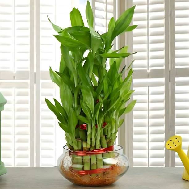 PETALFLEUR Two Layer Bamboo Plant
