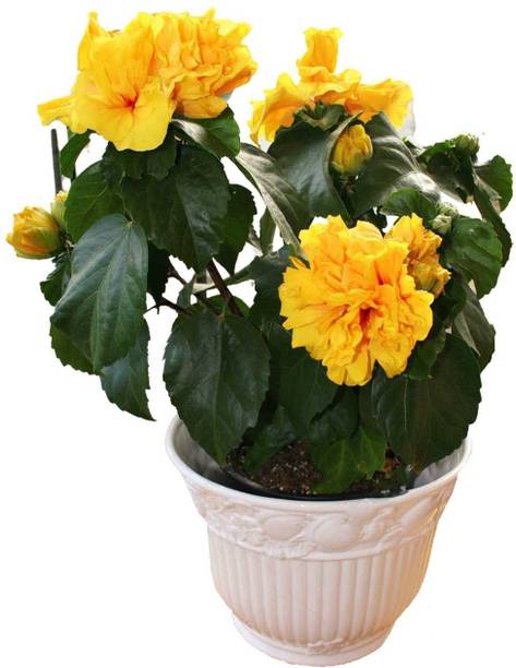 Aclipastal Hibiscus Plant