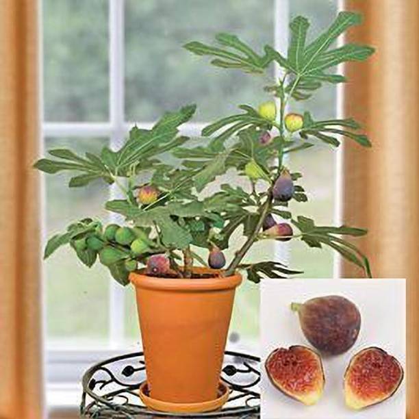 MAITRA AND SONS Gular/Cluster Fig Plant