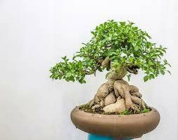 SHREYAGREEN Ficus Plant