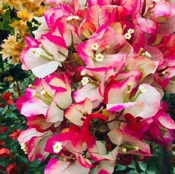 Aclipastal Bougainvillea Plant