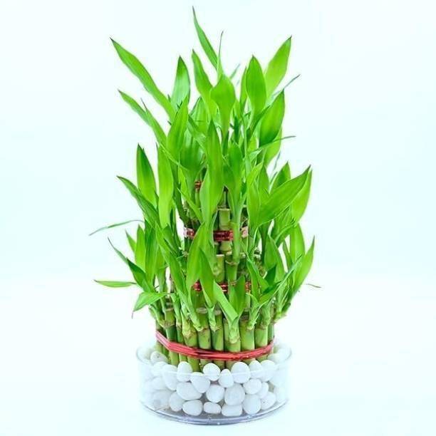 GreenyOn Two Layer Bamboo Plant