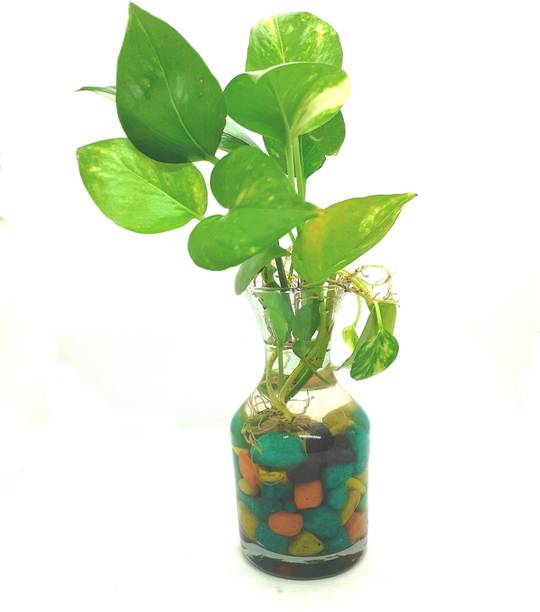 Adrita Money Plant
