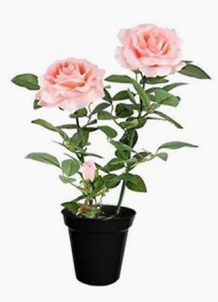 Adrita Rose Plant