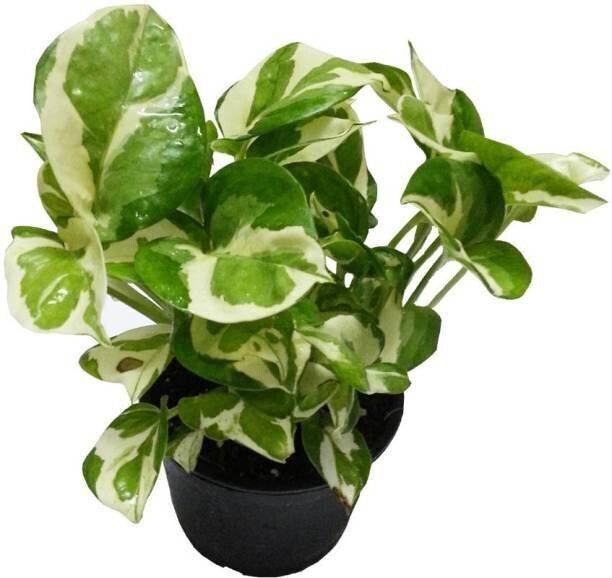 Aclipastal Money Plant