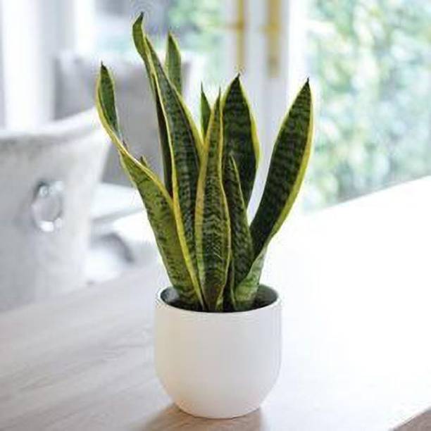 Aclipastal Snake Plant