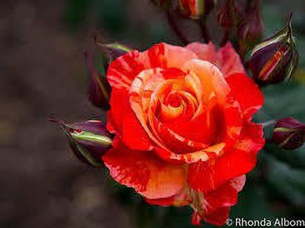 GreensFord Rose Plant