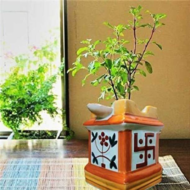 Rozaliya Tulsi Plant