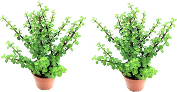 Barnaby Jade Plant