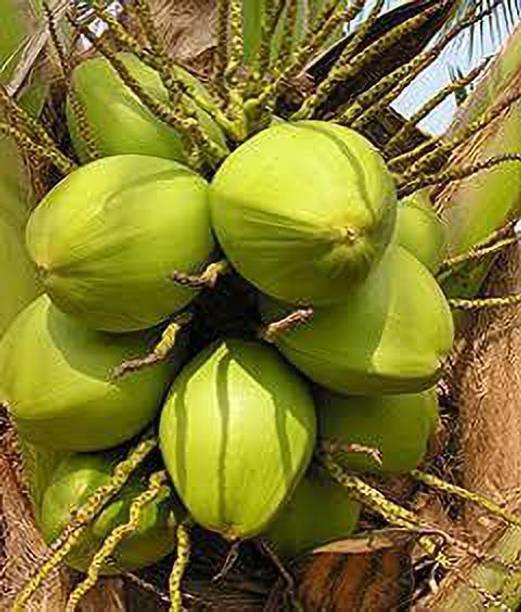 BULAPLANTHOUSE Coconut Plant