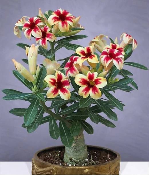 Aclipastal Adenium Plant