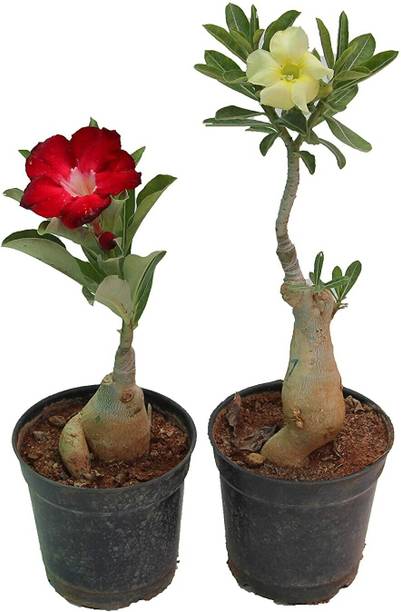 KrishnaNursery Adenium Plant